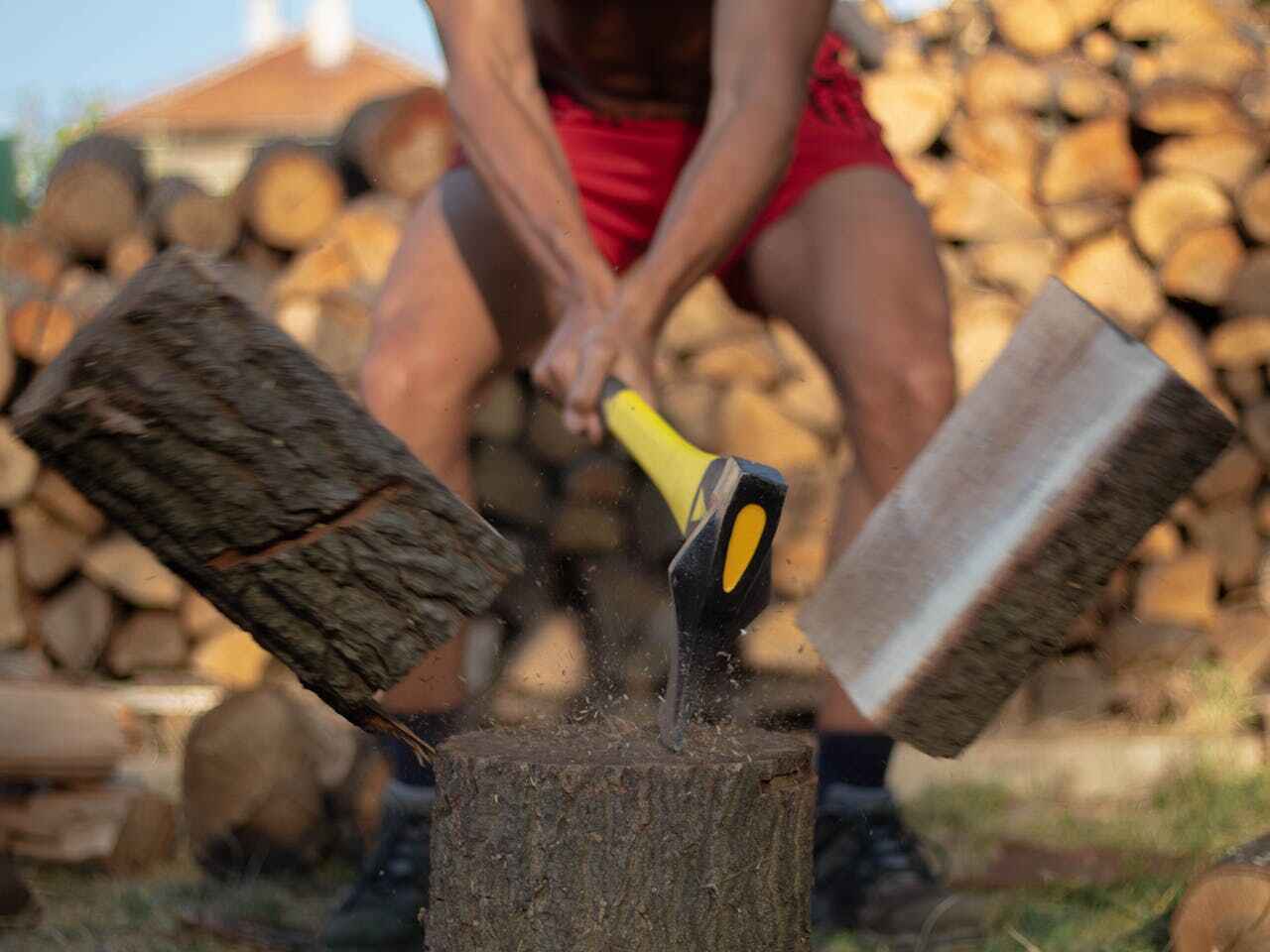 Best Palm Tree Trimming  in Mancelona, MI